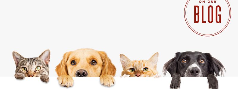 blog-Essential-Oils-and-Pets-A-Quick-How-To-Nov-2019-Reposts_Micrographic_US